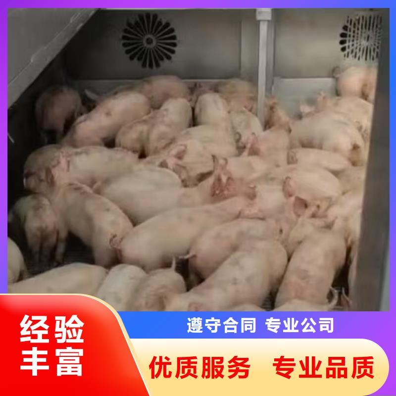 宿遷泗洪到海西牛運輸網絡廣泛