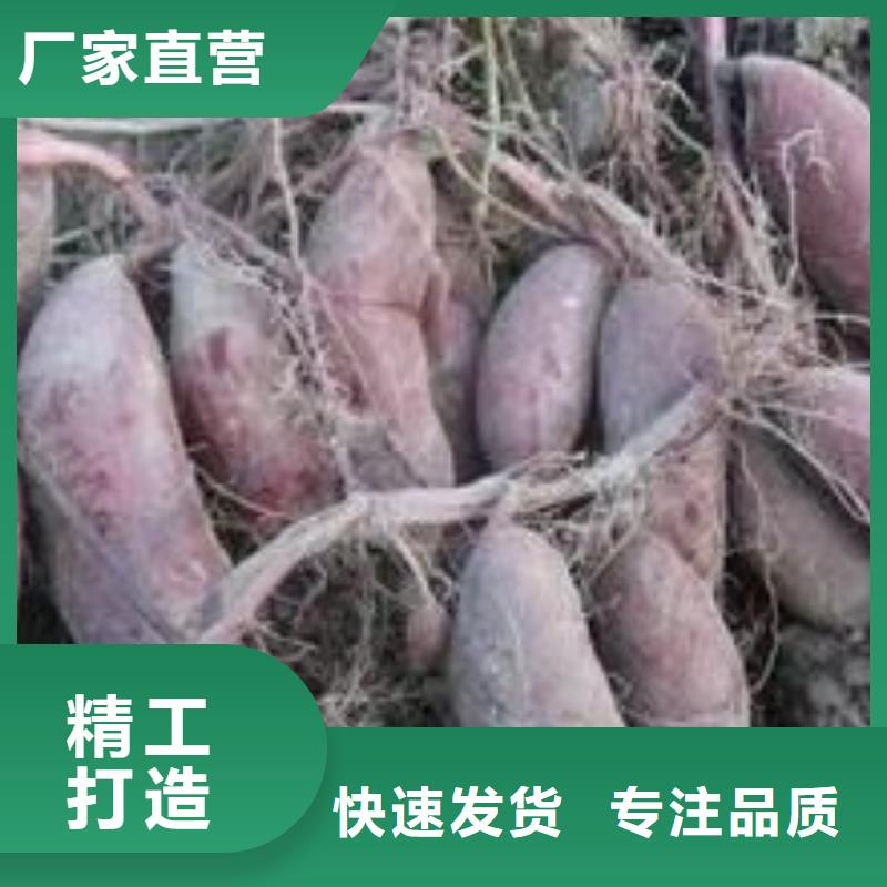 紫薯苗子源頭廠家講信譽保質量
