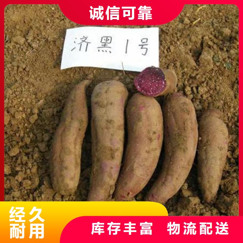 紅薯苗（西瓜紅）市場報價品牌大廠家