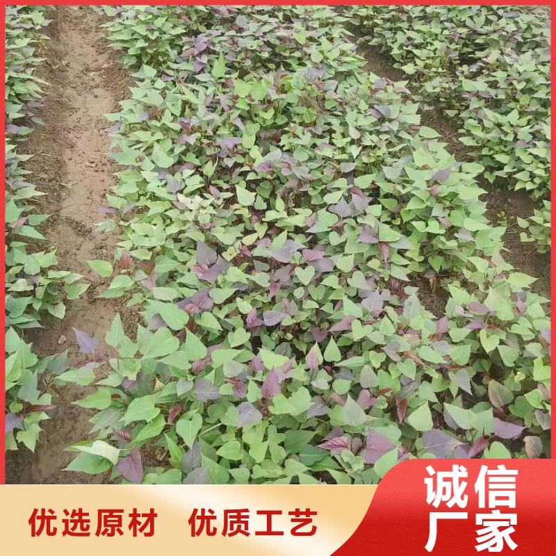 紫薯苗无虫害用心制造