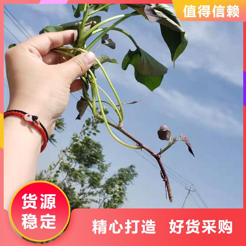 紫薯苗羽衣甘藍粉型號全價格低追求品質