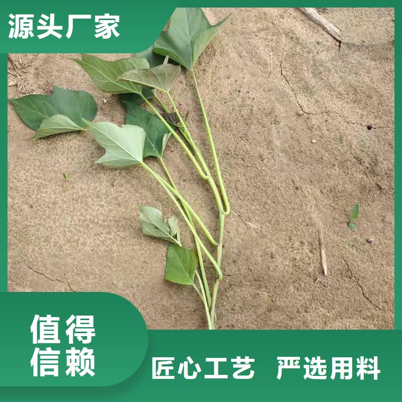 脱毒紫薯苗电话工厂价格