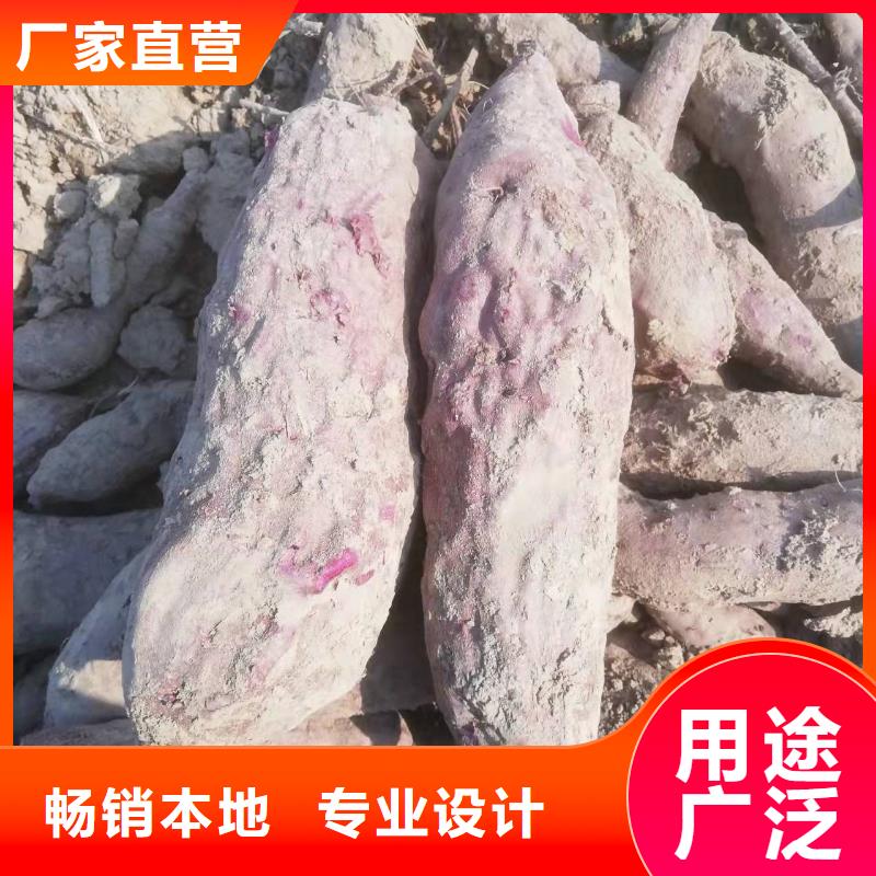 紫地瓜苗批發(fā)銷售本地經(jīng)銷商