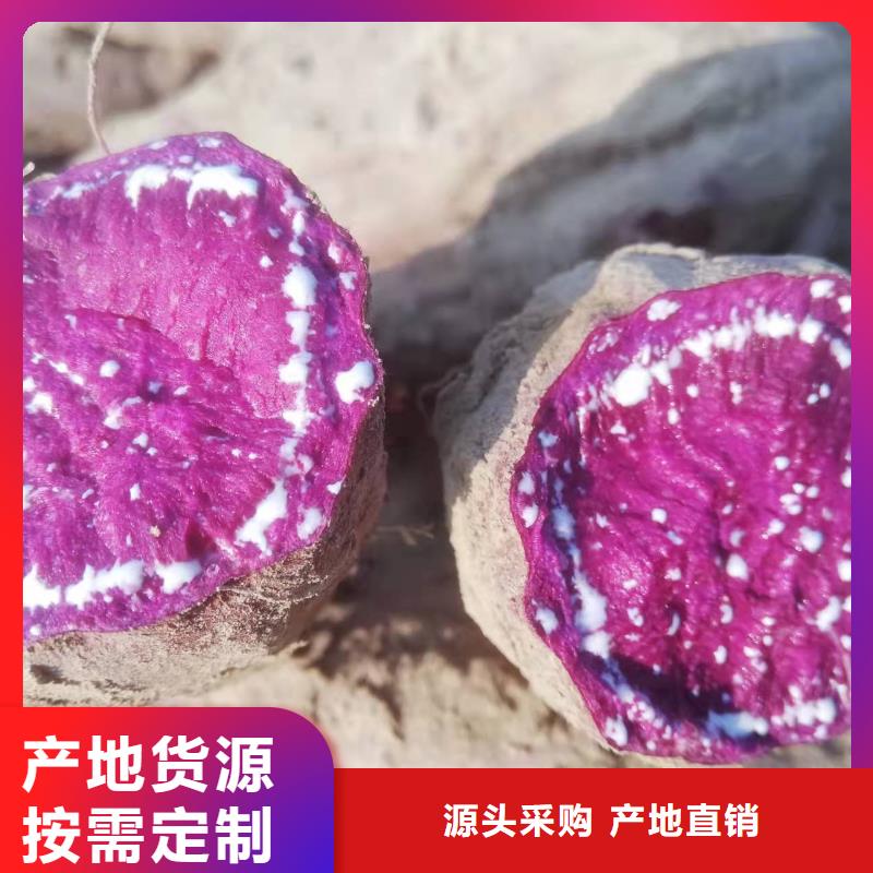紫紅薯苗批發省心又省錢