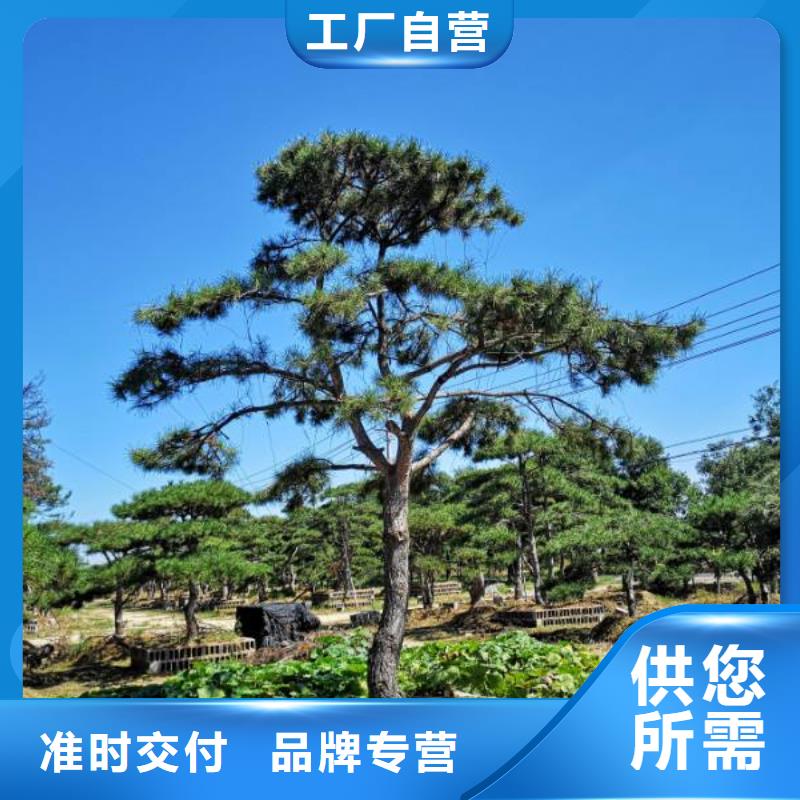 造型油松-我公司資質齊全當地服務商