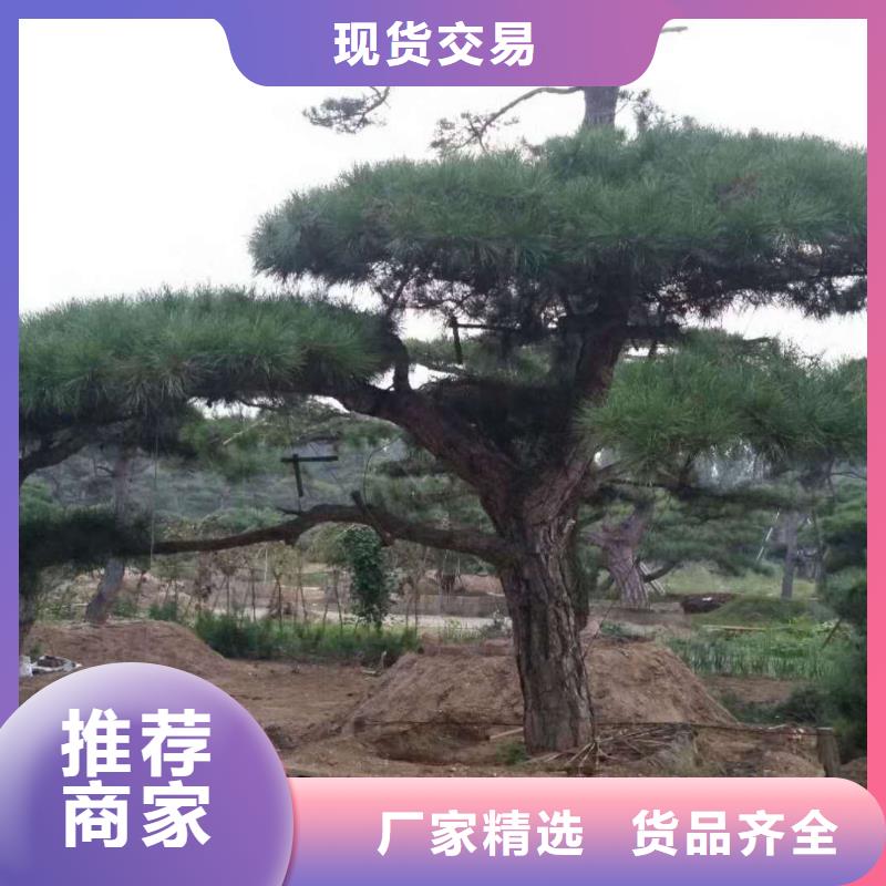 油松銷售精益求精