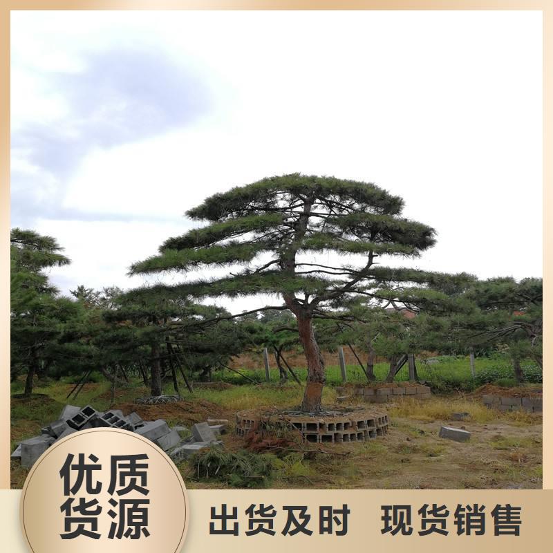 造型松樹廠家，價廉當地品牌