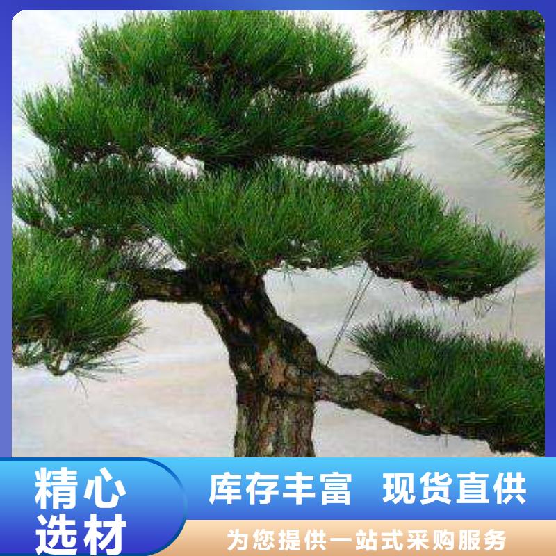 造型黑松工廠直營同城品牌