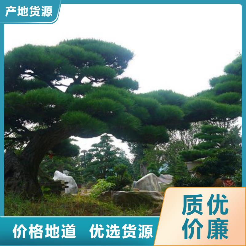 質優價廉的造型黑松銷售廠家實力公司
