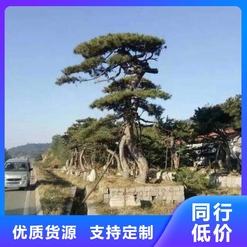 規格齊全的景觀松批發商當地生產廠家