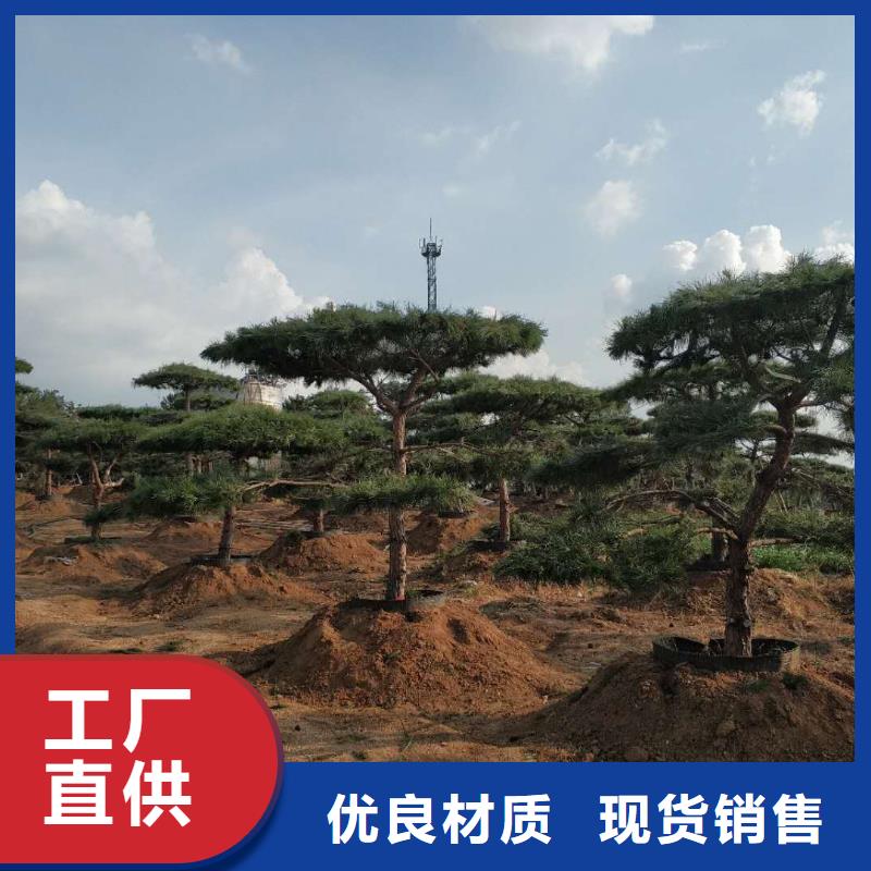 造型迎客松用途本地制造商