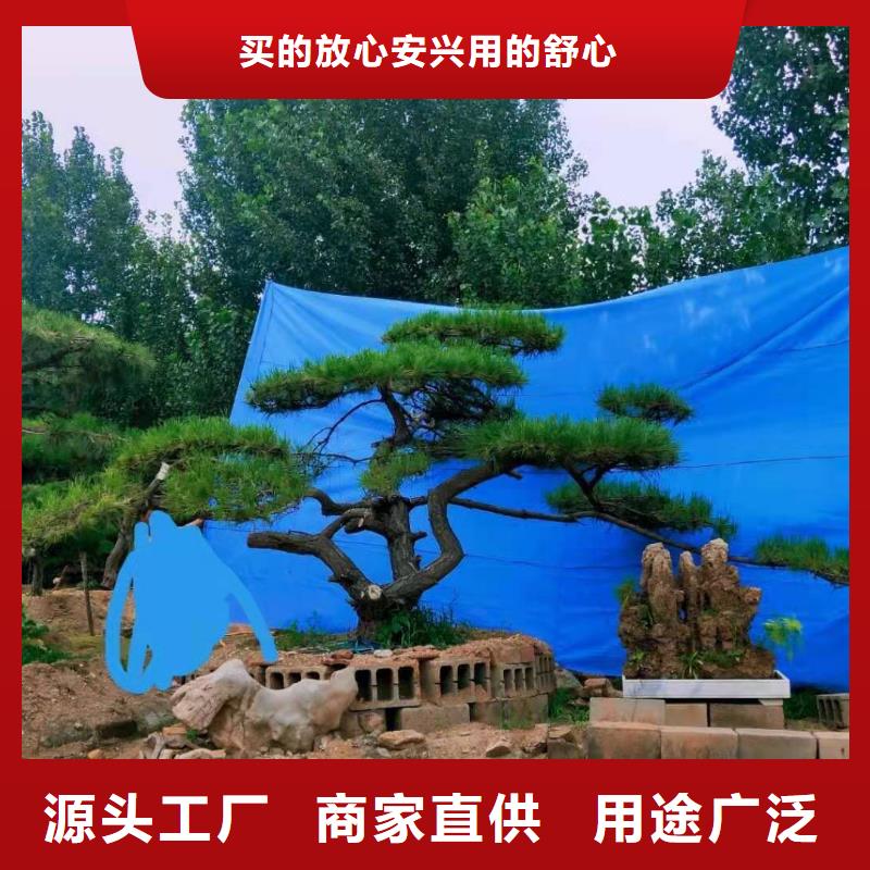 造型黑松-來電洽談質量三包