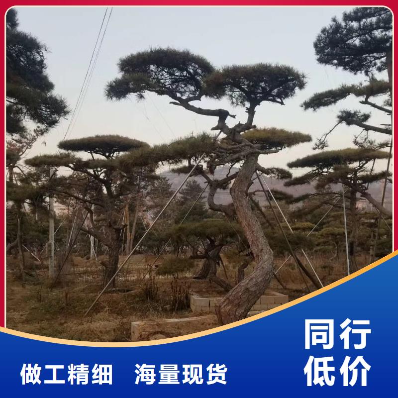 定安縣泰山松好品質查看詳情本地公司
