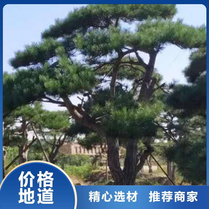 規格齊全的造型松基地N年大品牌