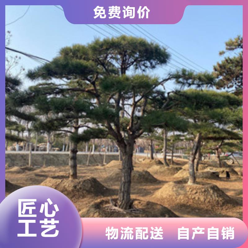 張家口造型松廠家,定制