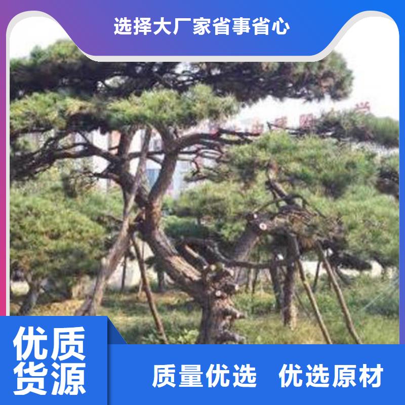 造型迎客松可隨時發貨專業設計