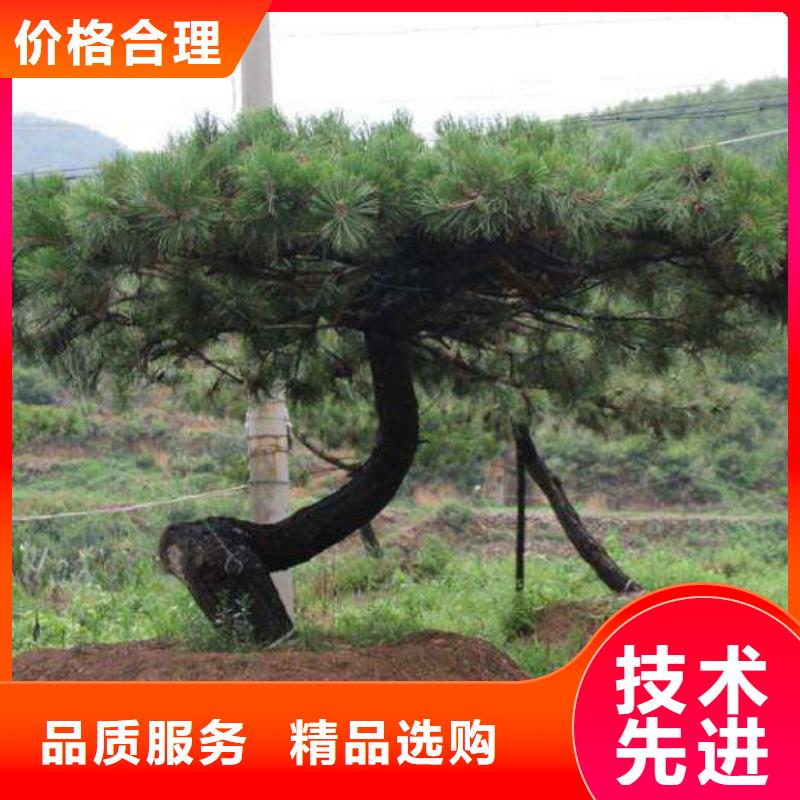 油松來圖來樣定制N年大品牌