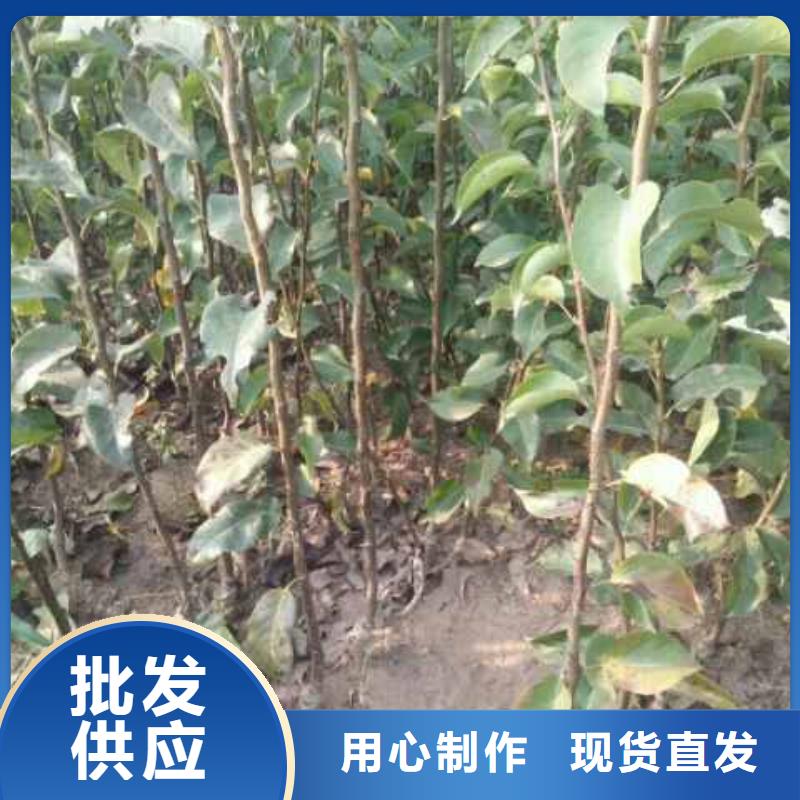 秋月梨苗怎么買歡迎來廠考察