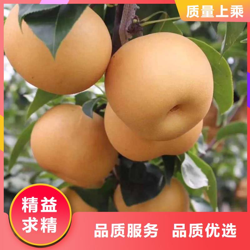 秋月梨樹苗批發基地源廠供貨