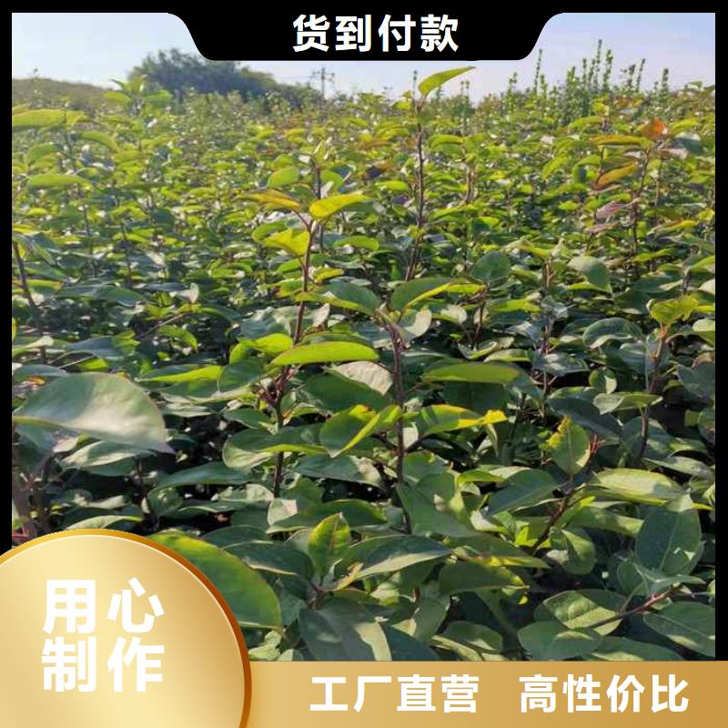 秋月梨苗一棵多少錢使用方法