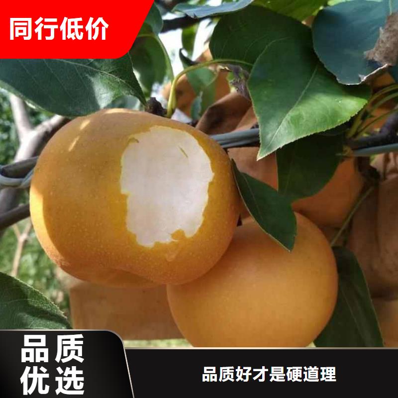 梨,瑞蟠101桃樹苗品質(zhì)可靠當(dāng)?shù)毓?yīng)商