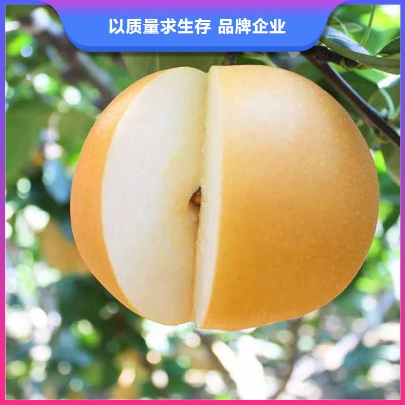 秋月梨种植苗苗木经销处品质商家