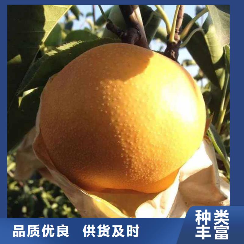 秋月梨種植苗種植方法本地供應商