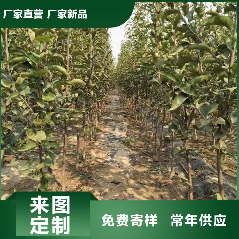 秋月梨苗栽培時(shí)間本地廠家
