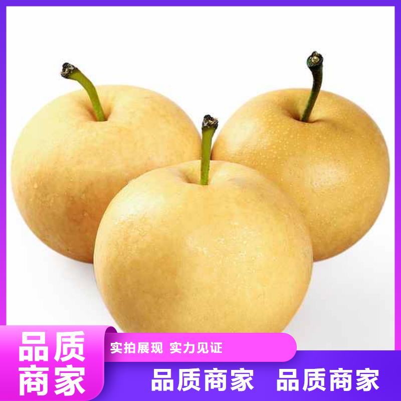 秋月梨苗生产基地质量牢靠