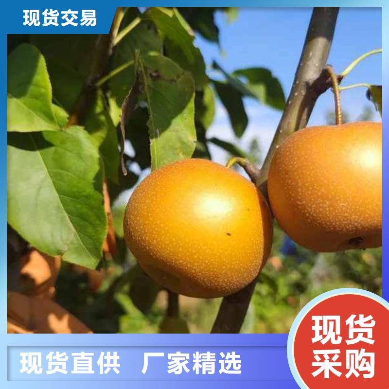 梨玉露香梨樹苗質量優選同城生產商