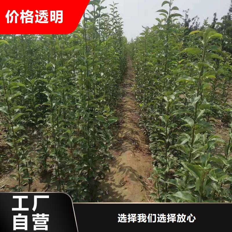 秋月梨树苗批发基地品质保证