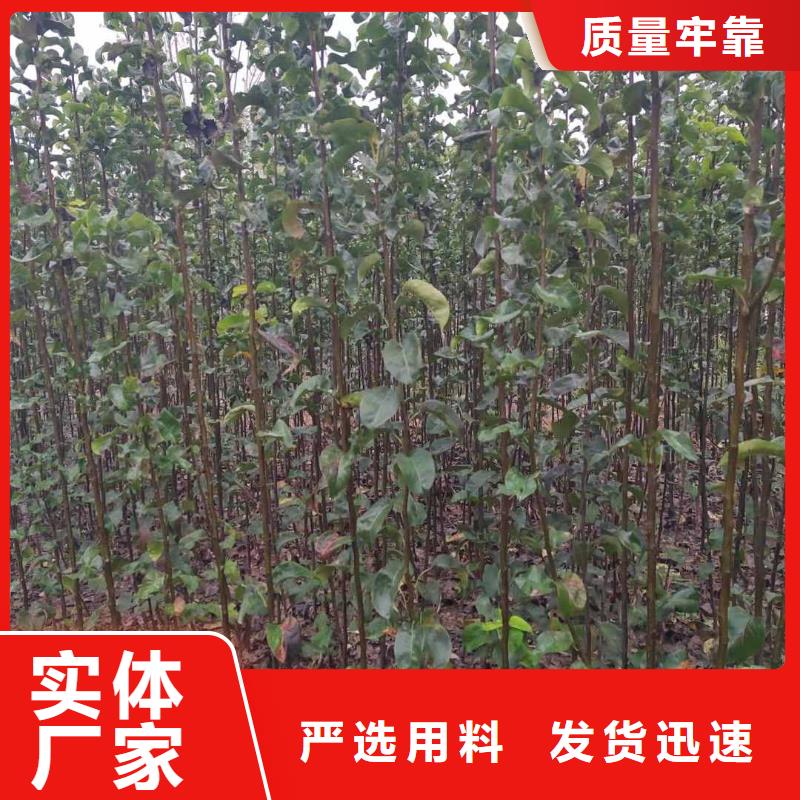 秋月梨树苗种植时间工厂直供