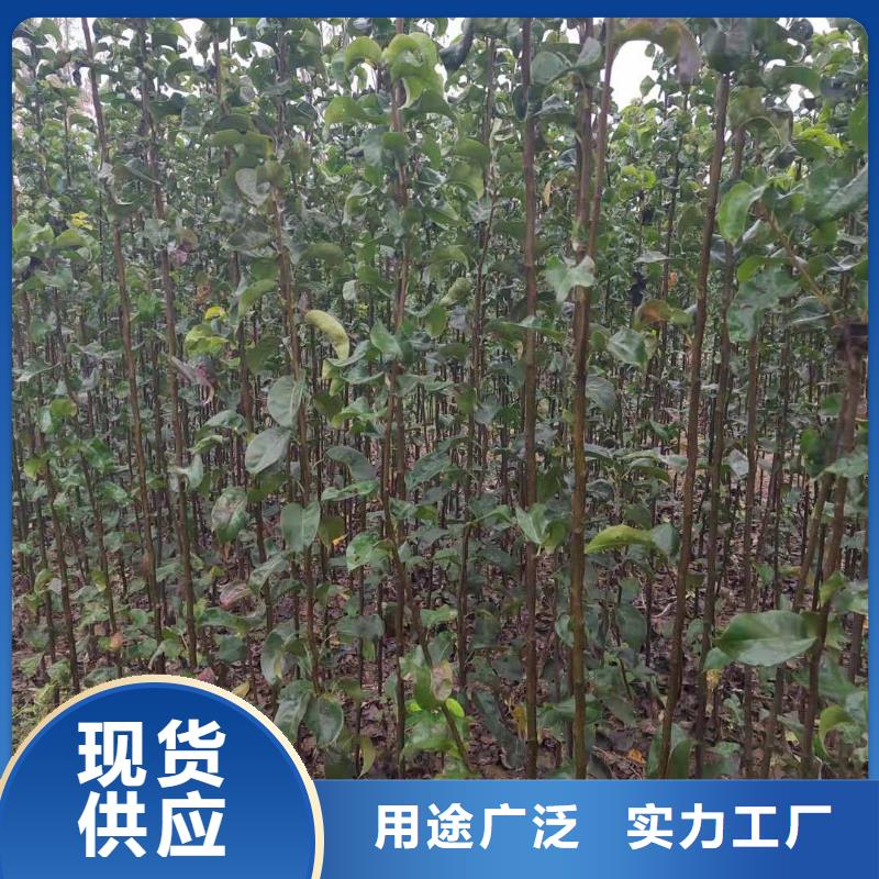 秋月梨樹苗生產基地精工細致打造