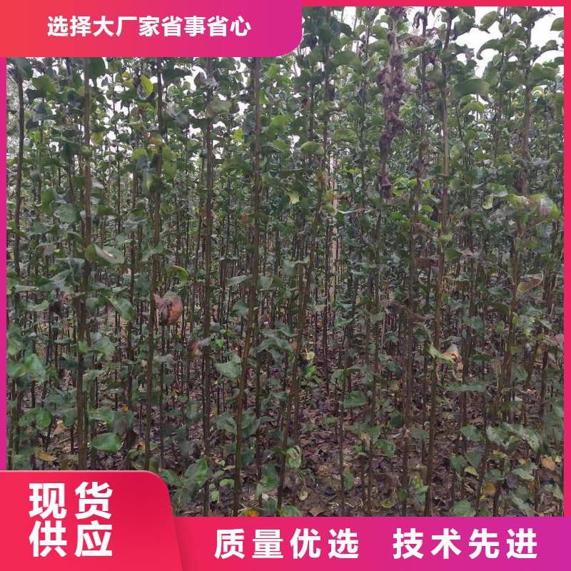 秋月梨樹苗畝產多少本地品牌