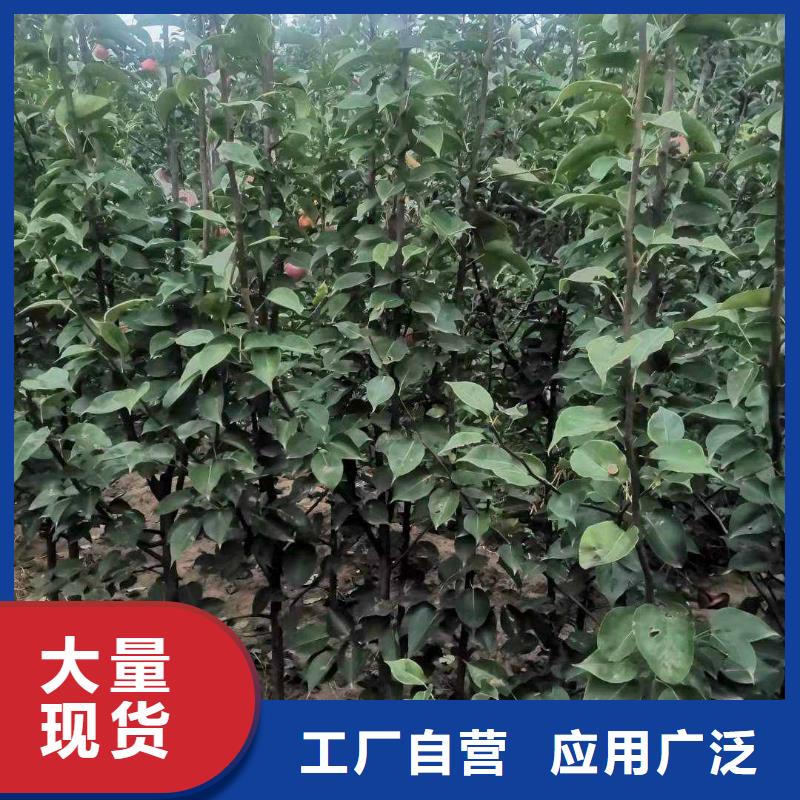 秋月梨樹苗批發(fā)同城生產(chǎn)廠家