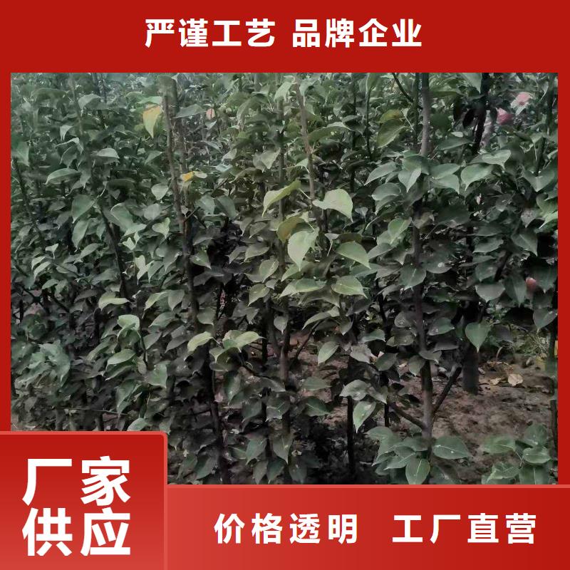 秋月梨种植苗生产基地供应商