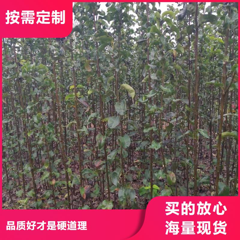 秋月梨苗种植方法{本地}品牌