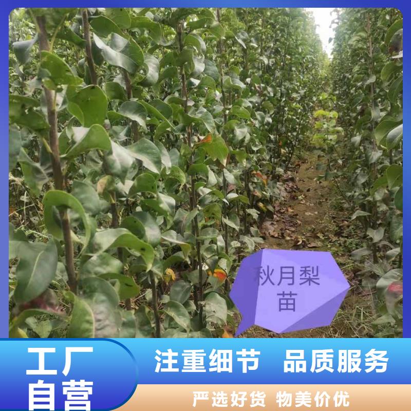 秋月梨苗廠家滿足您多種采購需求