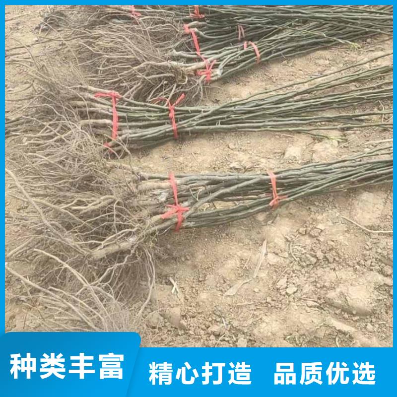 秋月梨種植苗種植方法同城廠家