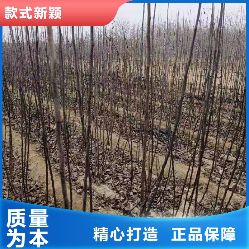 梨,【海棠苗】定制定做產(chǎn)品細(xì)節(jié)
