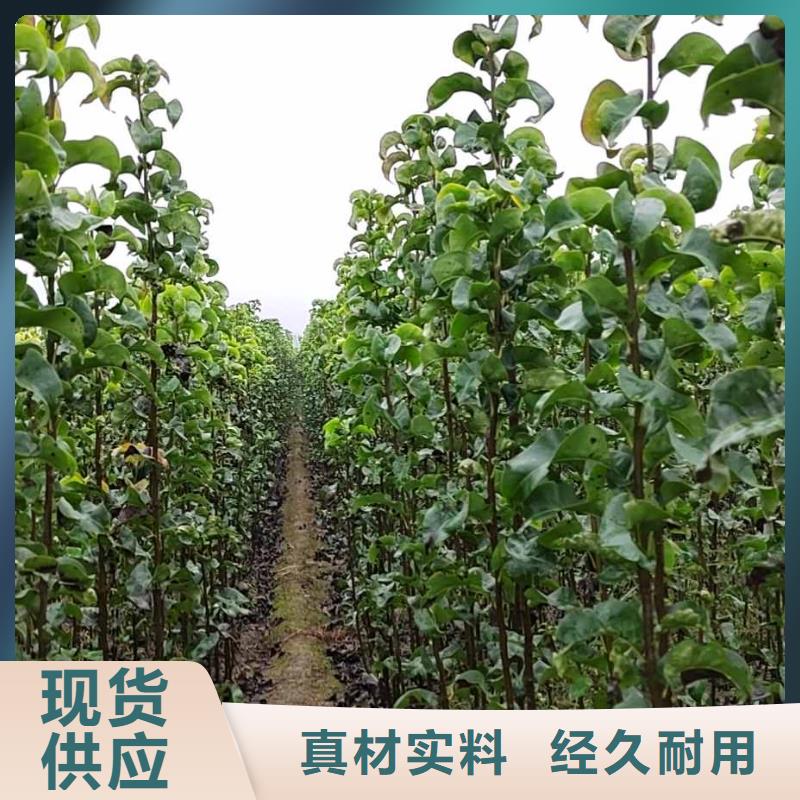 秋月梨苗哪里有賣的實(shí)力優(yōu)品