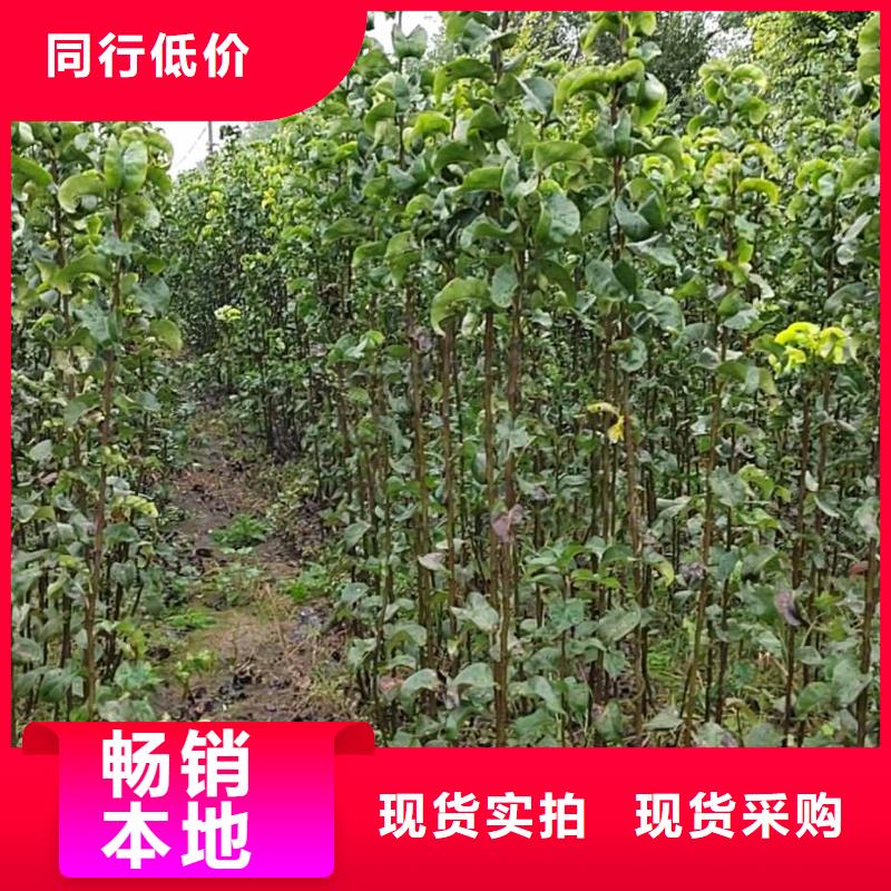 秋月梨树苗新品种根据要求定制