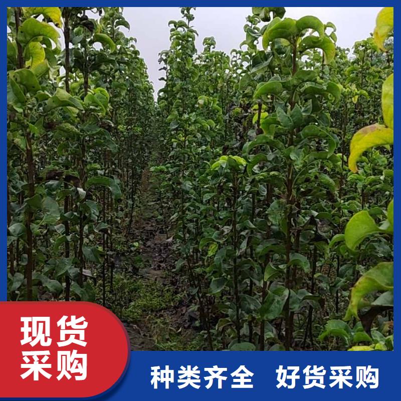 秋月梨種植苗質優價廉一手貨源
