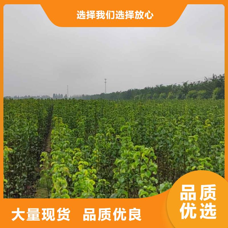 秋月梨苗求购按需定制真材实料