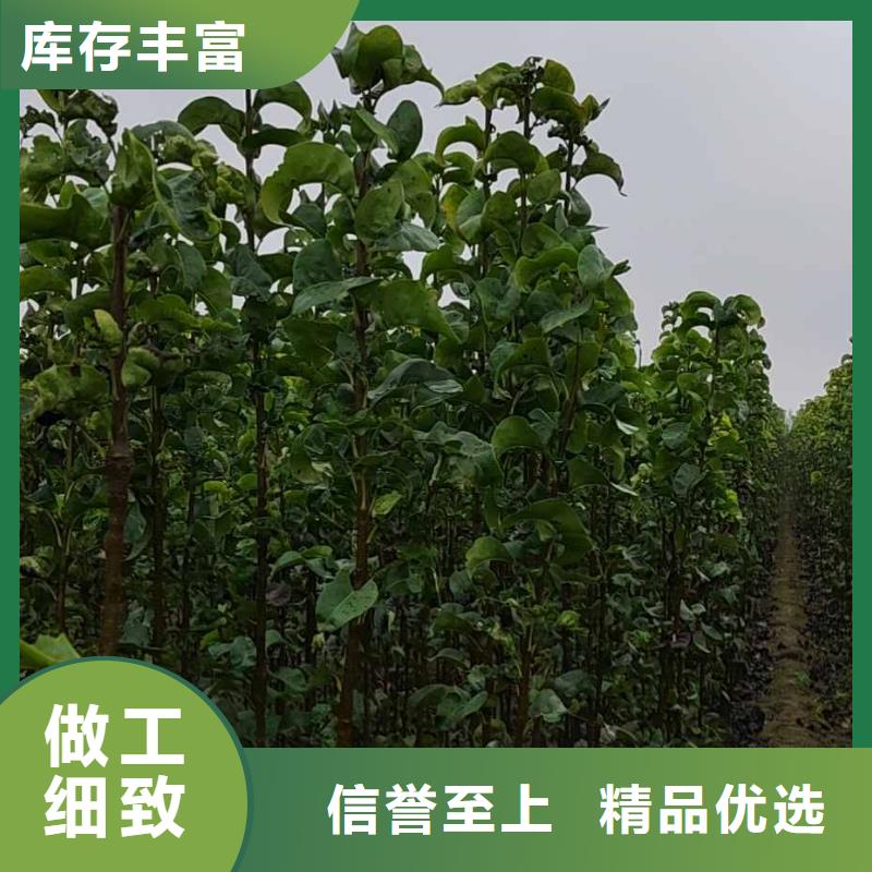 秋月梨苗新品種庫(kù)存齊全廠家直供