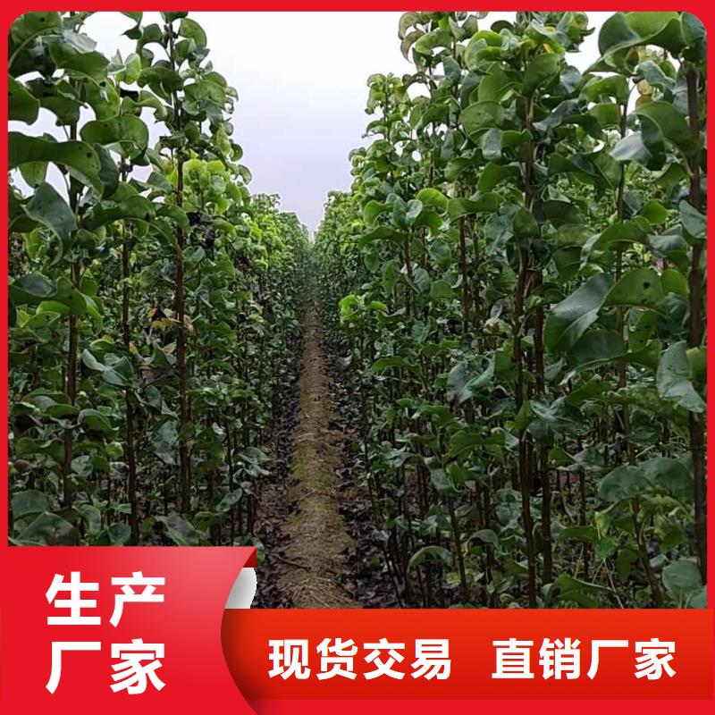 秋月梨種植苗一畝地利潤(rùn)同城生產(chǎn)廠家