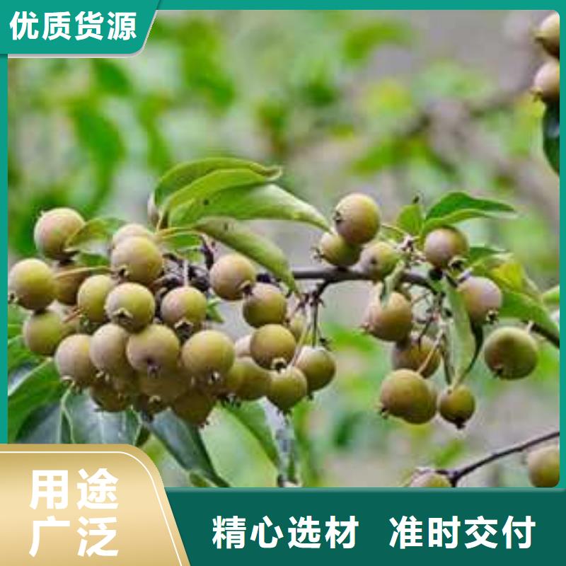 杜梨,毛桃苗来图定制工厂批发