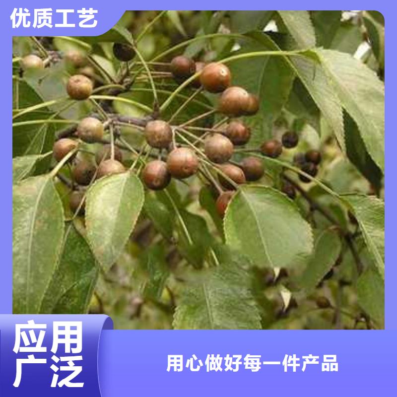 杜梨梨树苗基地做工精细价格实惠工厂直供
