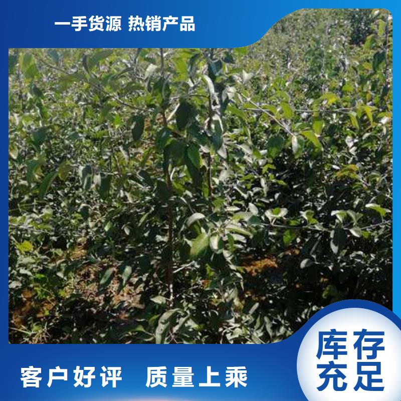 杜梨皇冠梨樹苗大量現貨拒絕中間商