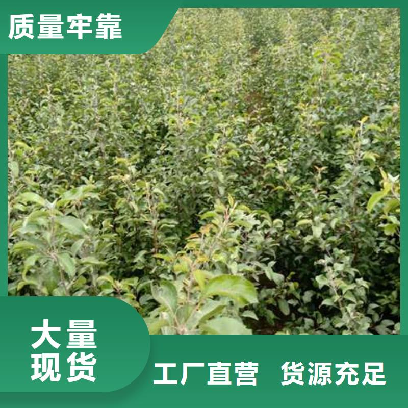 杜梨-山桃苗用的放心當地生產商